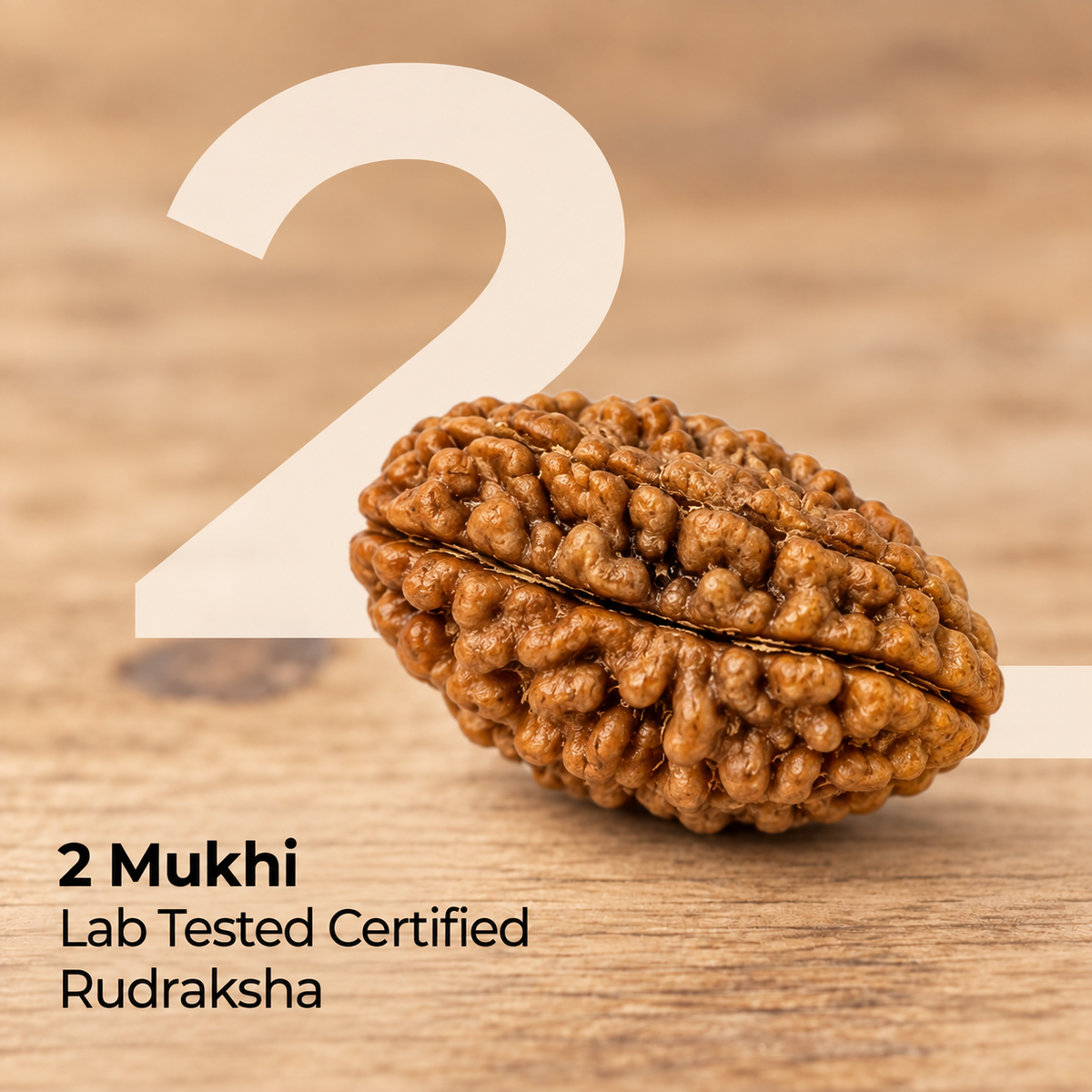 2 Mukhi Rudraksha Bead