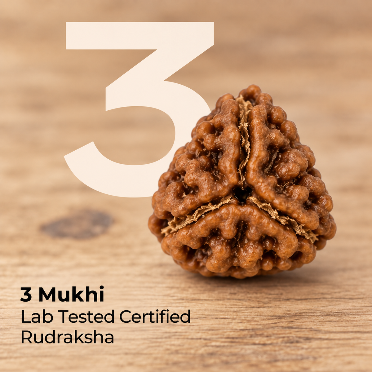 3 Mukhi Rudraksha Bead