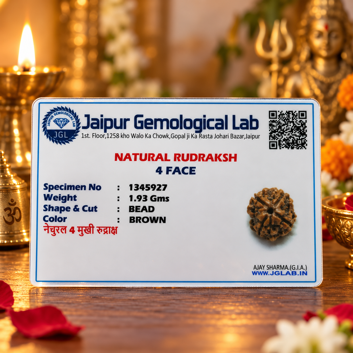 4 Mukhi Rudraksha Bead