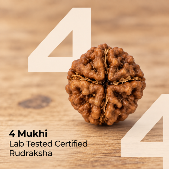 4 Mukhi Rudraksha Bead