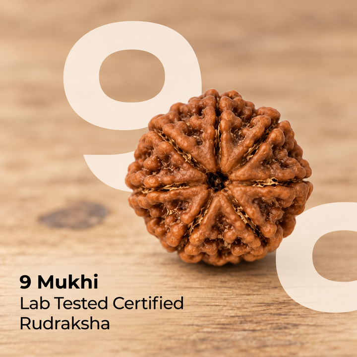 9 Mukhi Rudraksha Bead