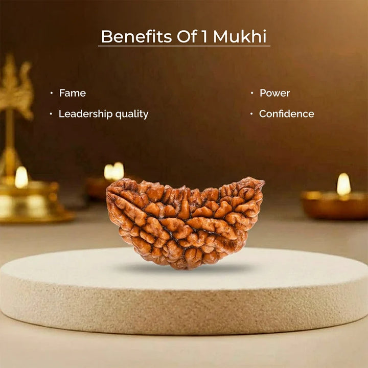 1 Mukhi Rudraksha Bead