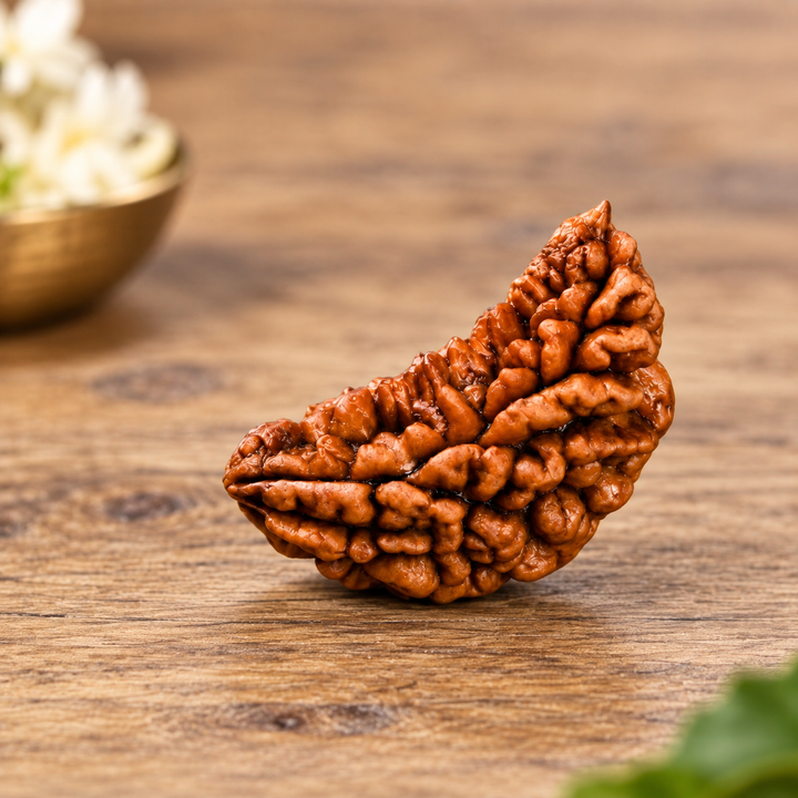 1 Mukhi Rudraksha Bead