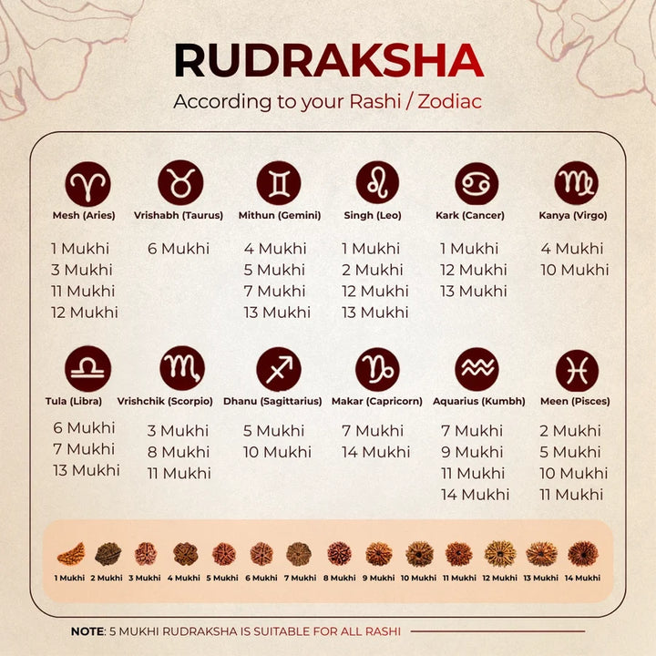1 Mukhi Rudraksha Bead